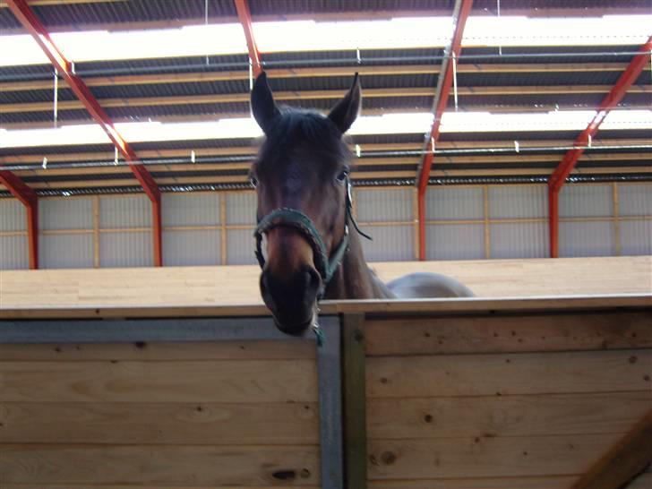 Fuldblod (XX) Matthæus - Må jeg godt komme ud nu??? Please billede 4