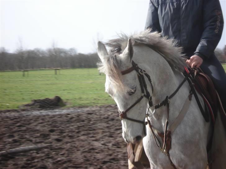 Irsk Sportspony Dooneens Robin Hood-R.I.P billede 2