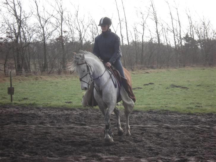 Irsk Sportspony Dooneens Robin Hood-R.I.P billede 3