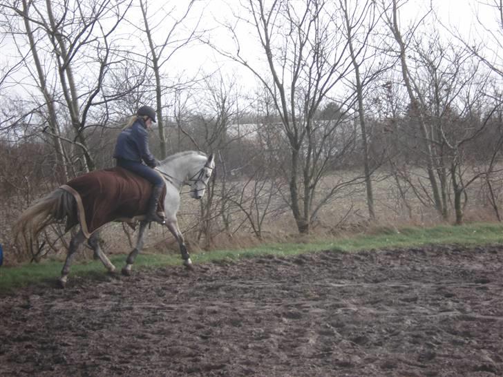 Irsk Sportspony Dooneens Robin Hood-R.I.P billede 4