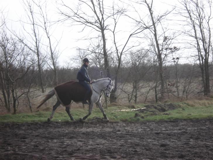 Irsk Sportspony Dooneens Robin Hood-R.I.P billede 5