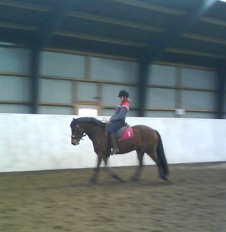 Connemara Enghøjs Sandy Touch-SAVNET - undskyld kval. :) billede 12