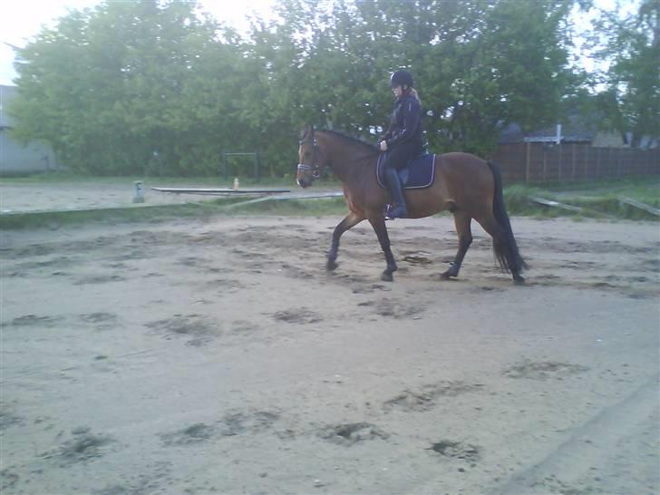 Connemara Enghøjs Sandy Touch-SAVNET billede 13