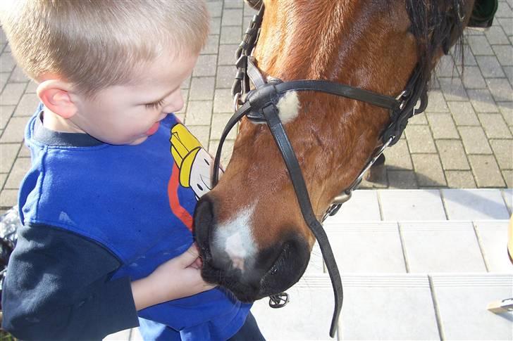 Connemara Enghøjs Sandy Touch-SAVNET - min lillebror og santos billede 14