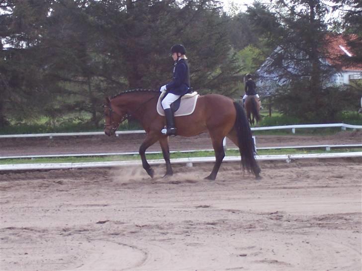 Connemara Enghøjs Sandy Touch-SAVNET - den lækkre pony billede 15