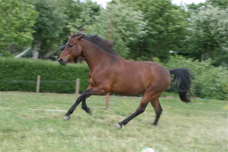 New Forest Silas Surprice - Vildhesten Silas ;p foto mig <3 billede 11