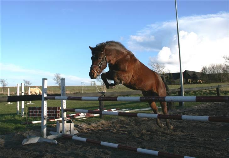 New Forest Silas Surprice - Så skal der springes basse <3 Du´ dygtig ;D billede 12