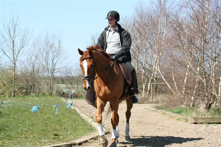 Dansk Varmblod Bentley-WI     SOLGT - På vej til ridning . . .  billede 2