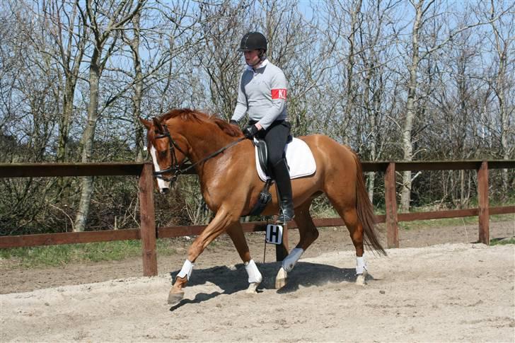 Dansk Varmblod Bentley-WI     SOLGT - Første gang vi rider udenfor med ham . . .  billede 4