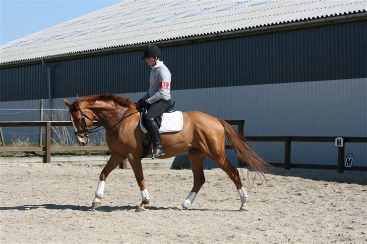 Dansk Varmblod Bentley-WI     SOLGT - Bentley i skridt . . .  billede 6