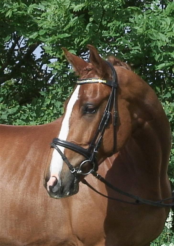 Dansk Varmblod Bentley-WI     SOLGT - Bentley-WI      . . . Foto Heather Blitz billede 11