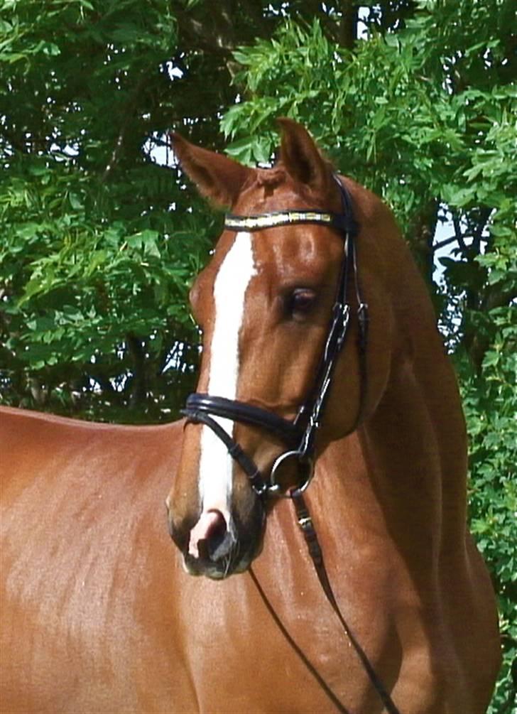 Dansk Varmblod Bentley-WI     SOLGT - Pretty Face . . .  Foto af Heather Blitz billede 13