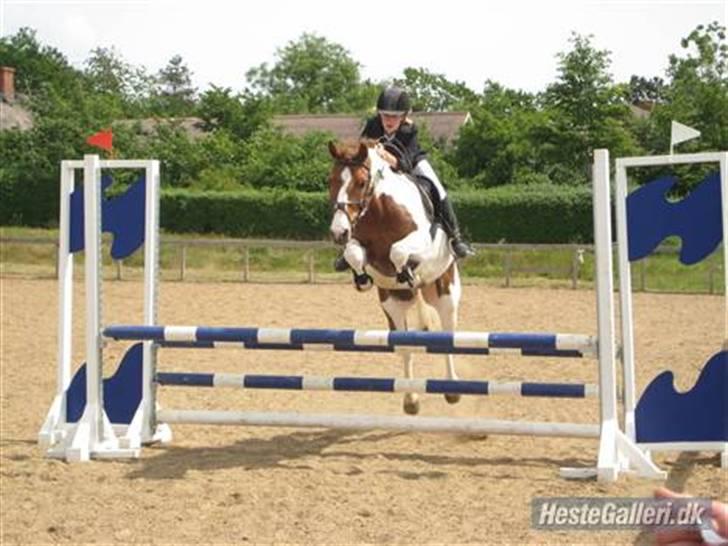 Pinto Komo - Coy  - Velkommen til lækre Coy´s profil! xD LB i Gl. Estrup. <3 billede 1