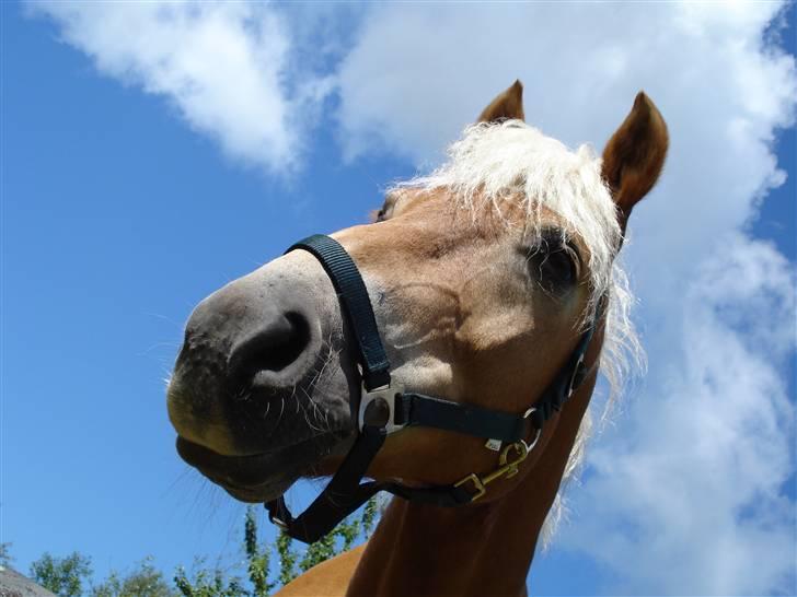 Haflinger Madsinie Stardust - madsinie på sommer græs der hjemme 2008  billede 9