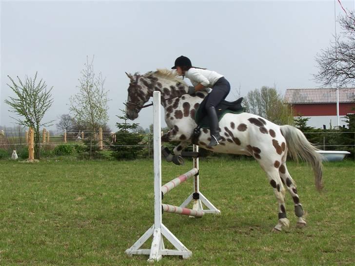 Appaloosa figazo billede 4