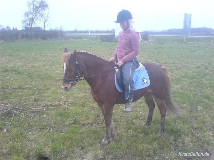 Anden særlig race Æblehavens Dixi wonderboy - En dejliq stille og roliq pony med fart på (; billede 16