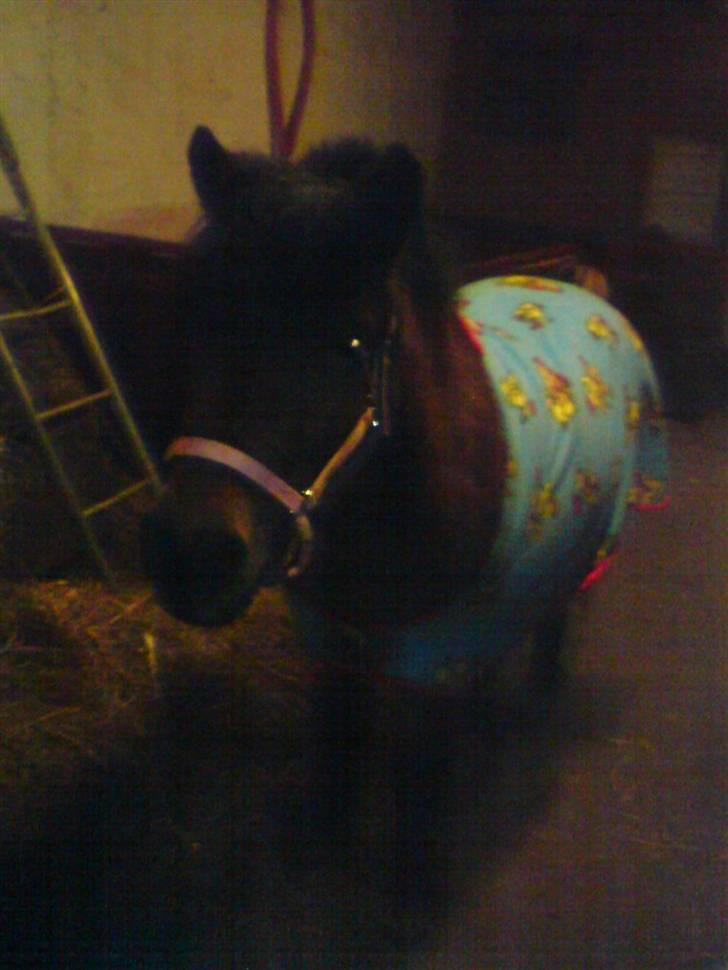 Anden særlig race Flacki *Sille's* - Flacki med hans nye hotte "Bamse & kylling" tæppe <3 billede 15