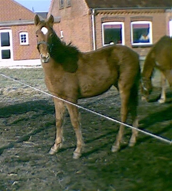 Anden særlig race Freja<33 - Det er så Freja som føl :D er hun ikke sød :D  (billed taget af gamle ejer ) :) billede 5