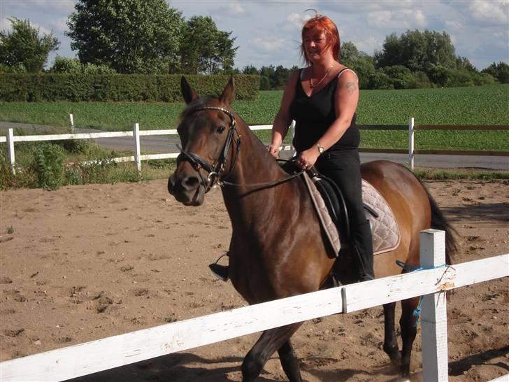 Dansk Varmblod Bolingi - Juli 2008.. Bolingi har fået sin gamle figud tilbage.. billede 1