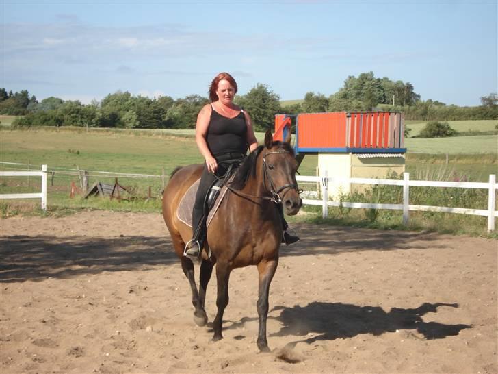 Dansk Varmblod Bolingi - juli 2008 billede 3