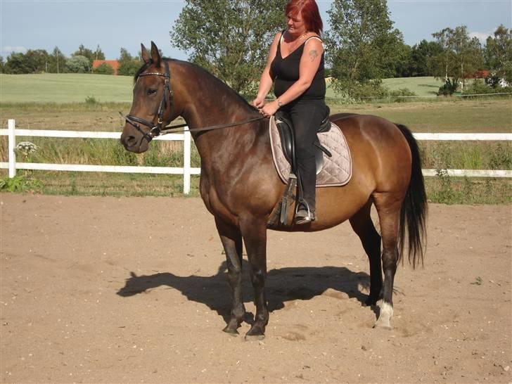 Dansk Varmblod Bolingi - vi kunne vist godt trænge til en lille slankekur.. smiler. juli 2008 billede 4