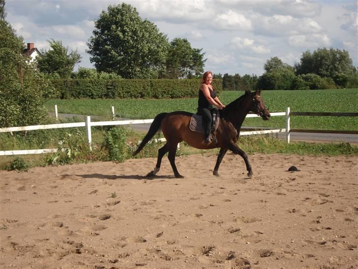 Dansk Varmblod Bolingi - juli 2008 billede 5