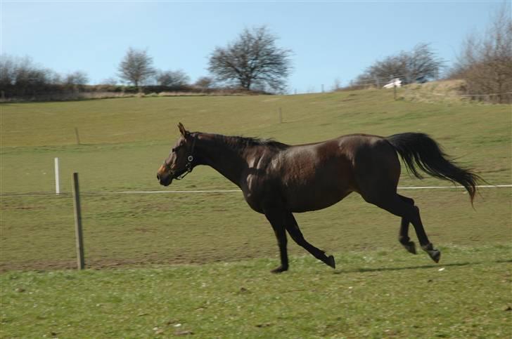 Dansk Varmblod Bolingi - april 09 billede 6