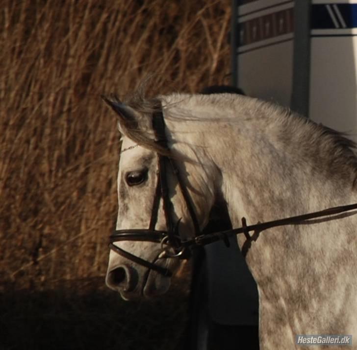 Welsh Pony af Cob-type (sec C) Rico - Rico´s hoved :D billede 14