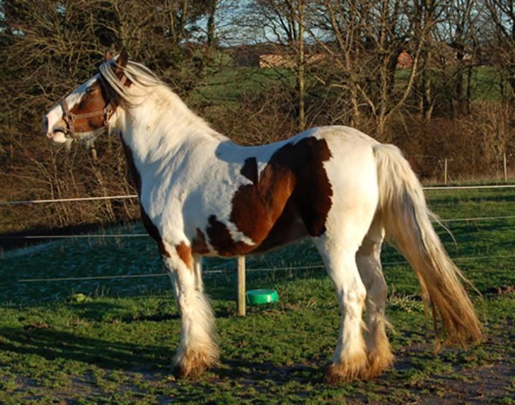 Irish Cob Egehøj´s Chanel R.I.P. billede 1