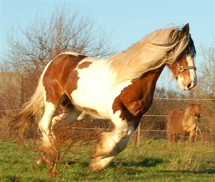 Irish Cob Egehøj´s Chanel R.I.P. billede 2