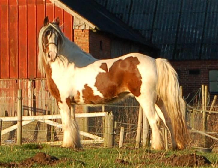 Irish Cob Egehøj´s Chanel R.I.P. billede 3