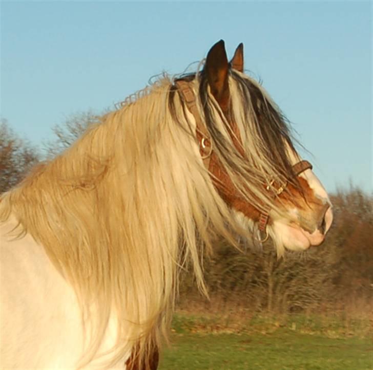 Irish Cob Egehøj´s Chanel R.I.P. billede 4