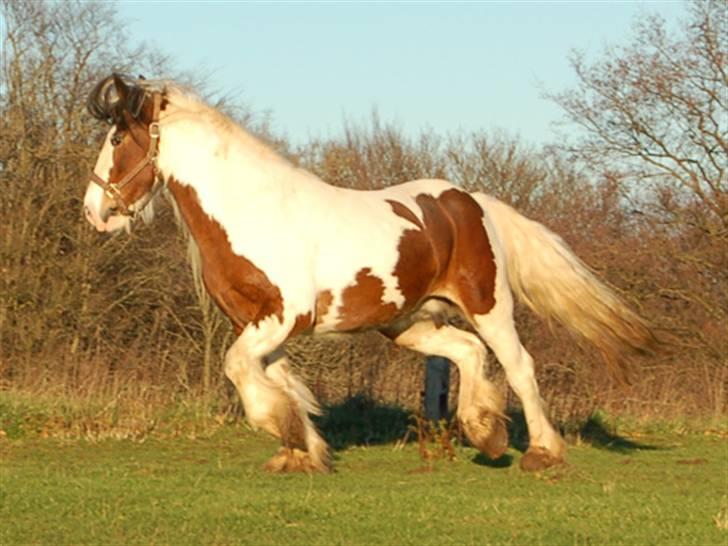 Irish Cob Egehøj´s Chanel R.I.P. billede 5