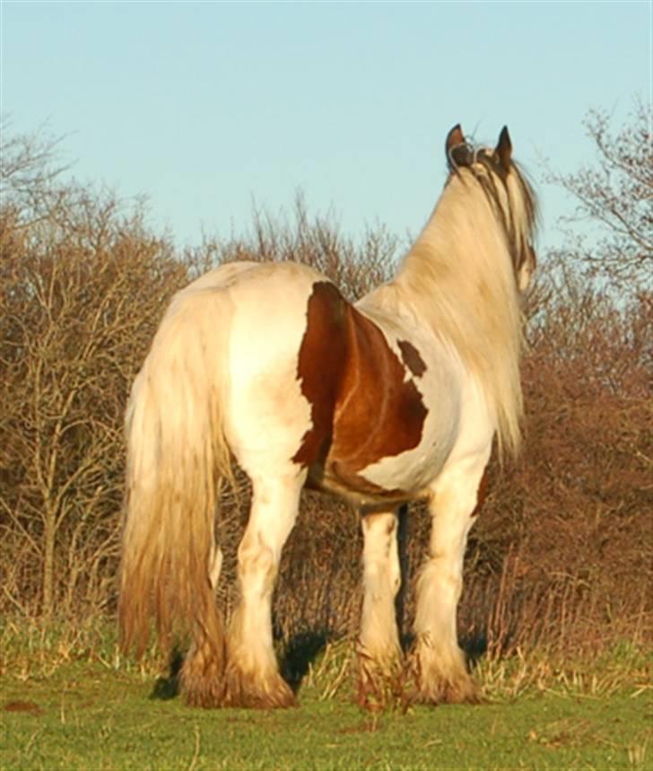 Irish Cob Egehøj´s Chanel R.I.P. billede 6