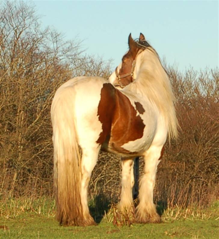 Irish Cob Egehøj´s Chanel R.I.P. billede 7