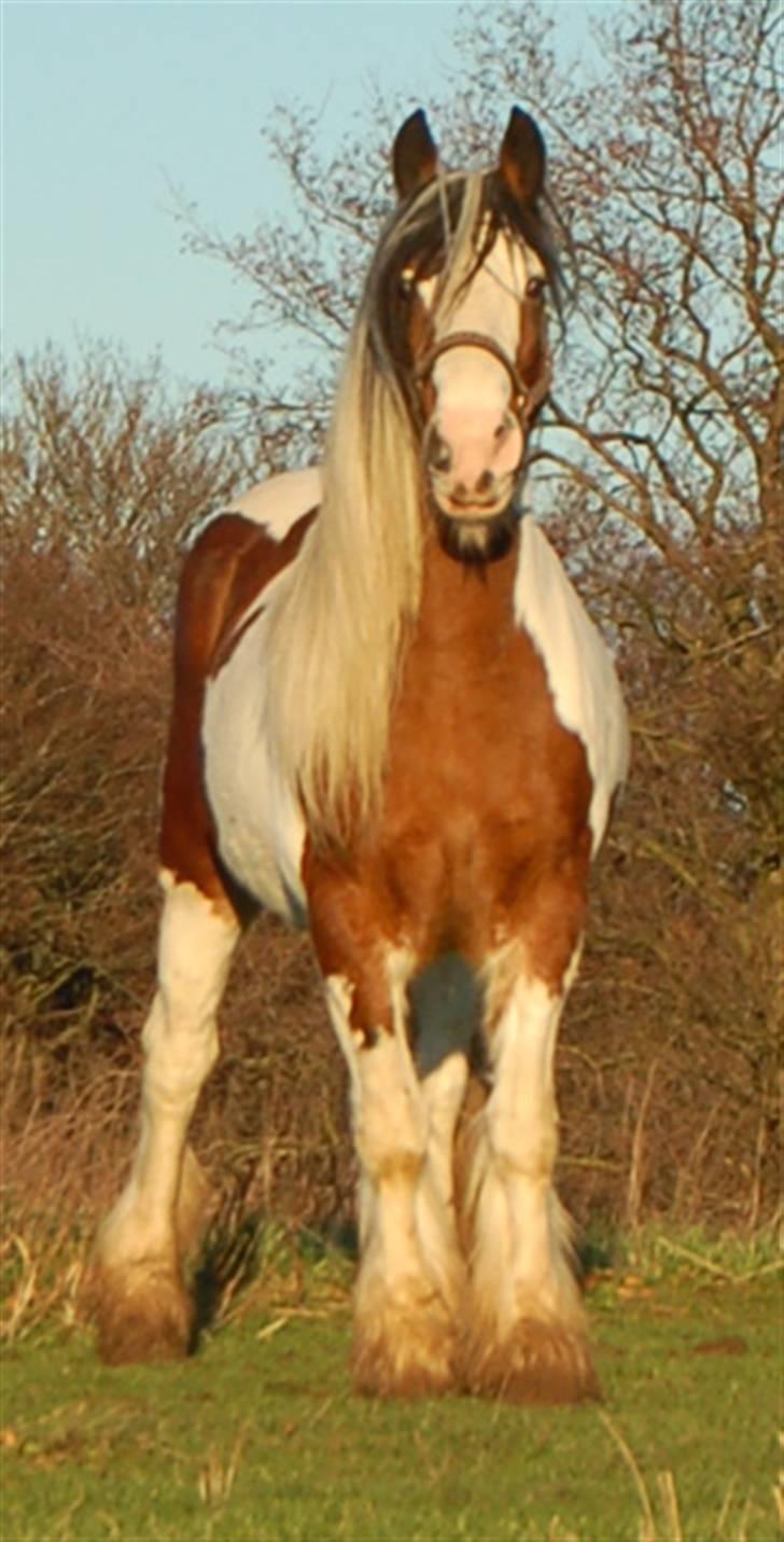 Irish Cob Egehøj´s Chanel R.I.P. billede 8