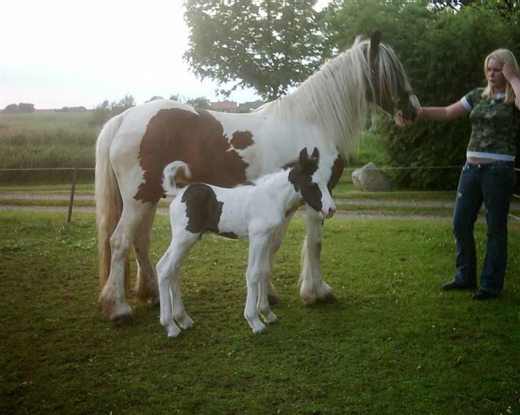 Irish Cob Egehøj´s Chanel R.I.P. billede 9