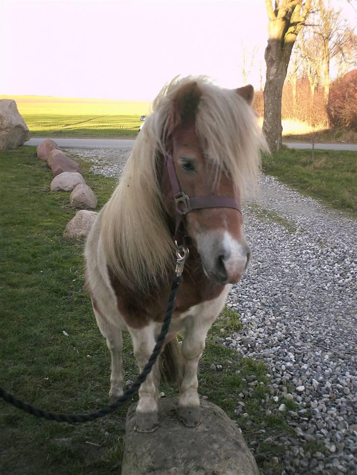 Shetlænder Lusi R.I.P <3 - Lusi står på en sten hun er så dygtig :) billede 13
