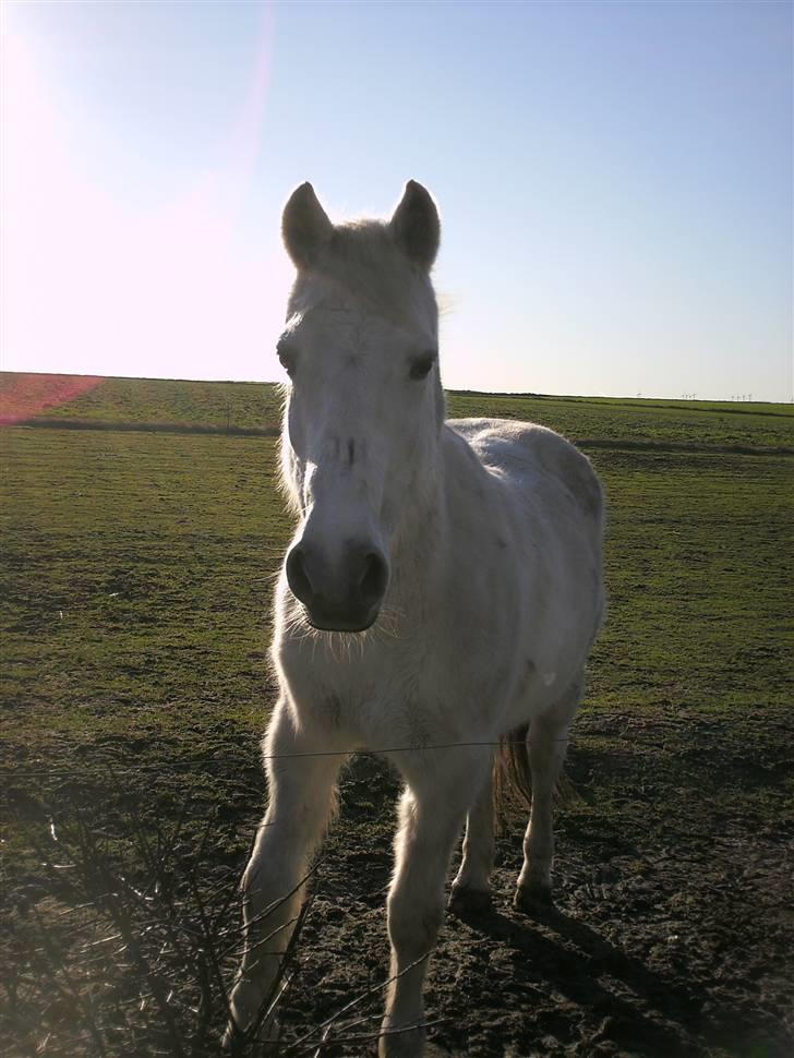 Welsh Pony af Cob-type (sec C) Capri billede 12