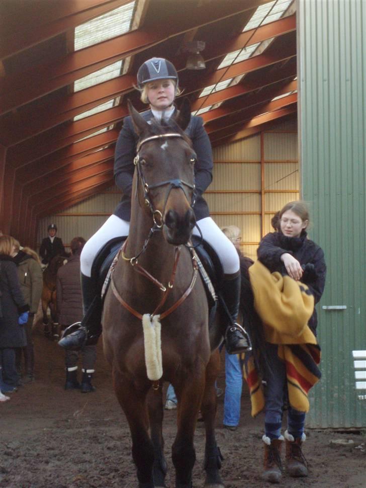 Dansk Varmblod Leroux   RIP  billede 4