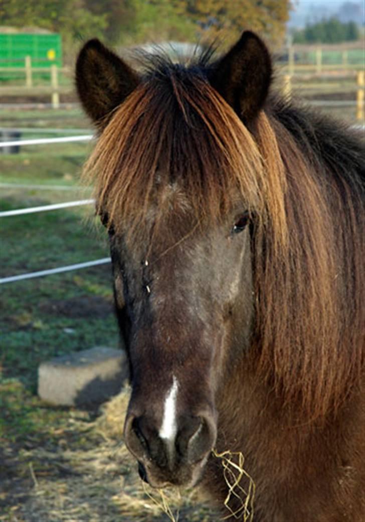 Islænder Dimma fra Asgård - Dimma, min elskede hest! <3 billede 1