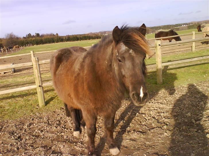Islænder Dimma fra Asgård - Dimme på folden (: <3 billede 2