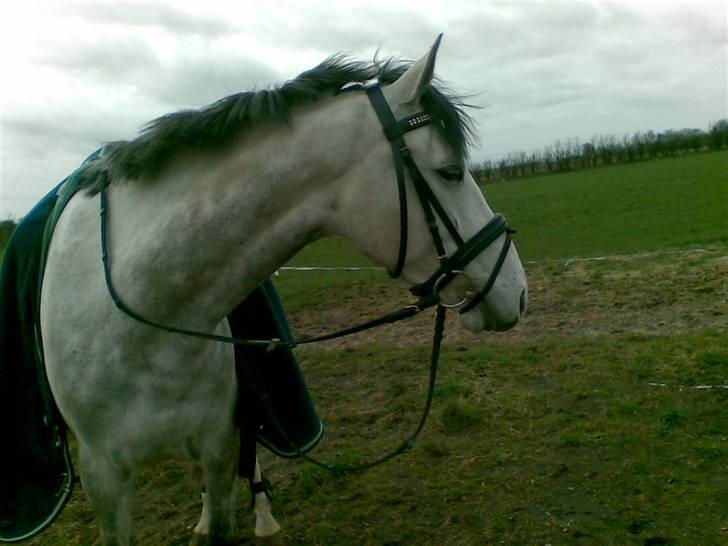 DSP Montoya (Solgt) billede 1