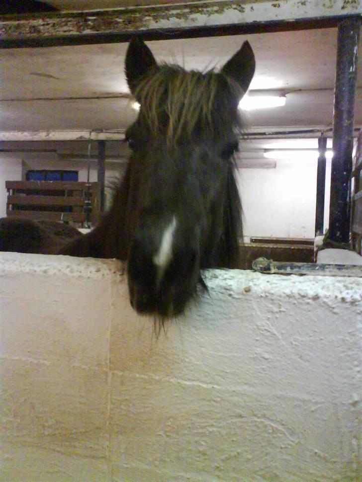 Islænder Dimma fra Asgård - Dimme kigger ud af sin stooore boks (:<3 billede 3