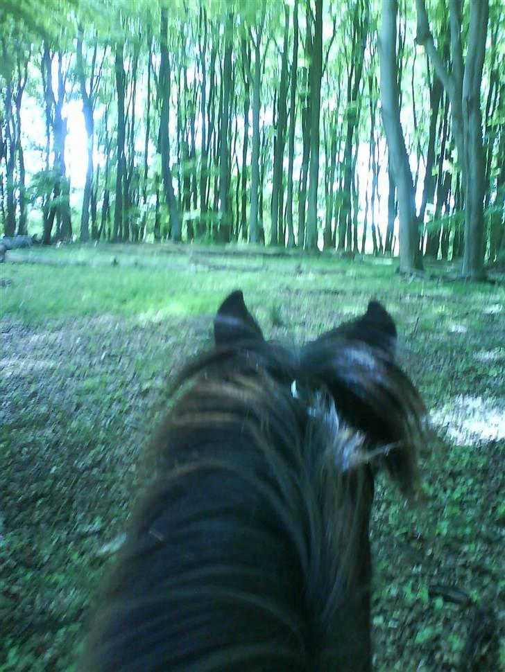 Islænder Dimma fra Asgård - en tur i skoven på dimma. billede 4