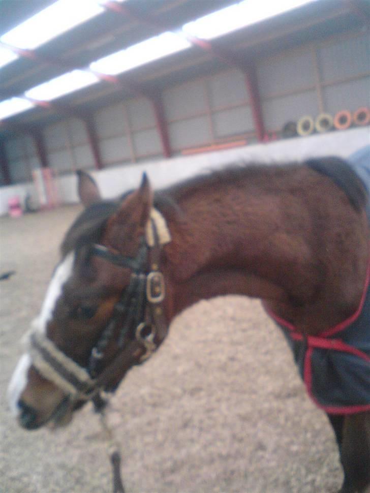 Dansk Varmblod Søballegårds Amazing  Choco - fin lillle prins<´33 billede 1