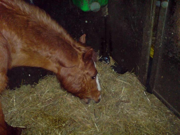 Anden særlig race Destiny *Gammel part* - Nam nam! xD billede 10