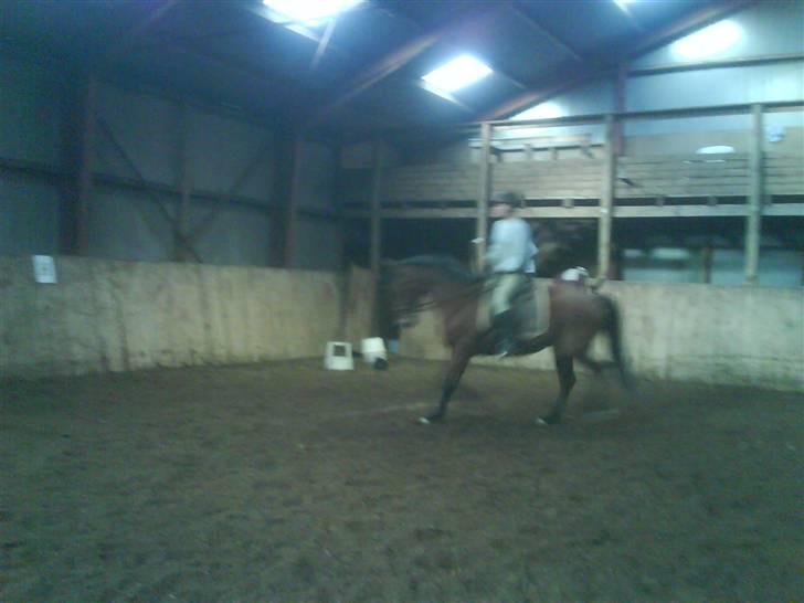 Dansk Varmblod Ranatha Girl billede 12