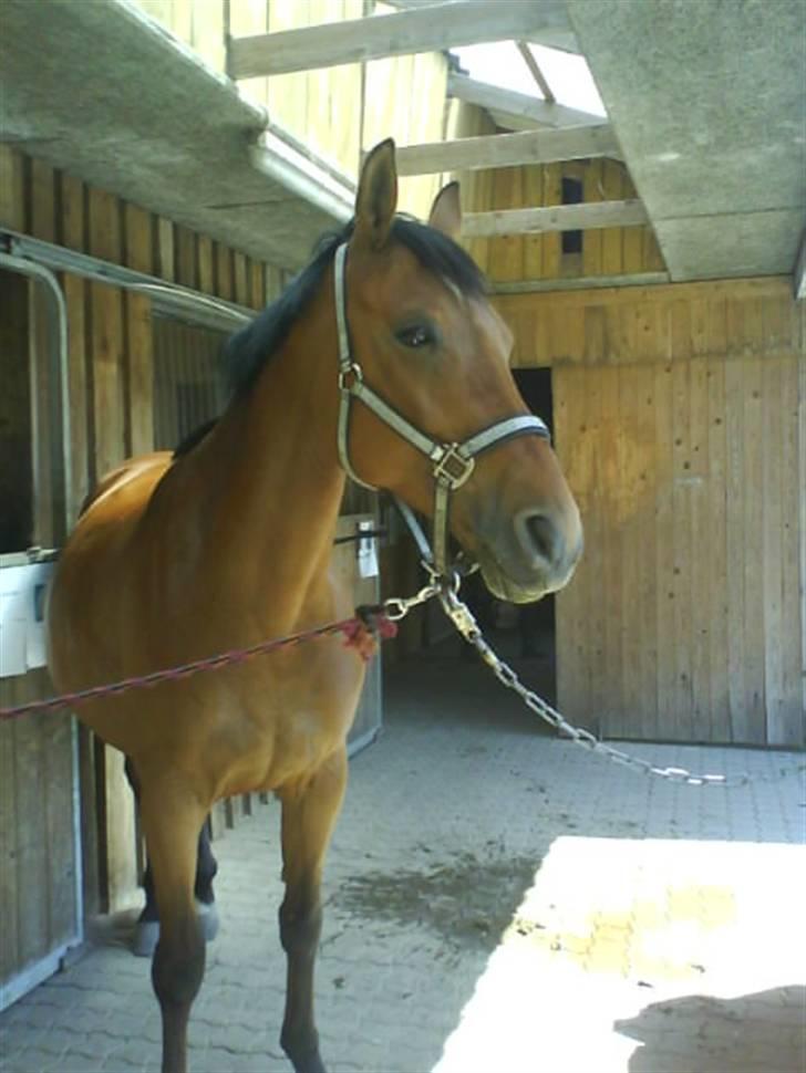 Dansk Varmblod Ranatha Girl billede 13