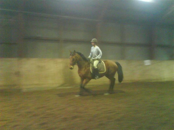 Dansk Varmblod Ranatha Girl billede 14